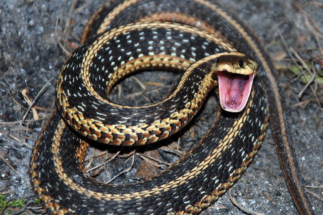 Snake Ready to Strike | Flickr - Photo Sharing!