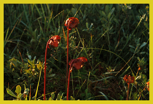 newfoundland wildflower pitcherplant sarraceniapurpurea butterpotprovincialpark