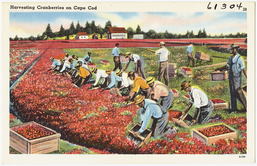 Harvesting Cranberries on Cape Cod