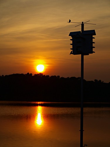 sunset lake bird silhouette reflections tennessee birdhouse olympus williamsport zuiko picnik goldenhour maury zd e520 40150f3545 travisbatton tnolyshooter bluecatlake
