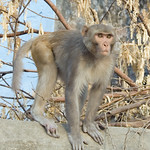 rhesus macaque Macaca mulatta