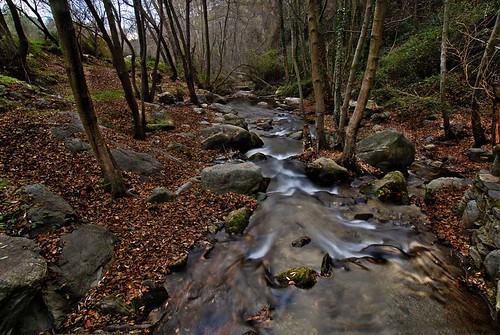 rio agua bosque cadiar