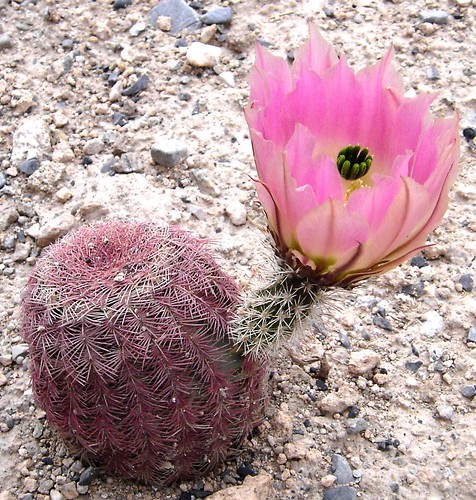 mexico flor rosa zacatecas desierto