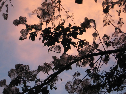 sunset tree leaves lace pinksky webs webworms krmb