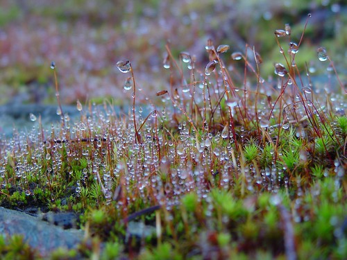 mist macro closeup moss drops raindrops