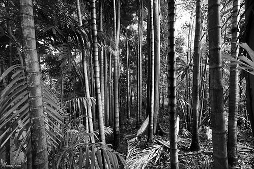 tree contrast bush australia palm mamzi