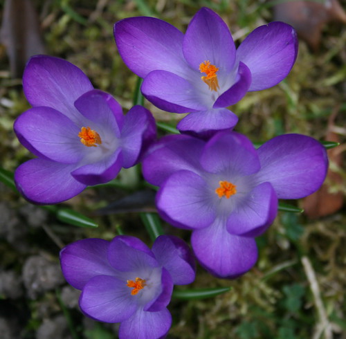 flowers gardening crocus saffron anawesomeshot aplusphoto
