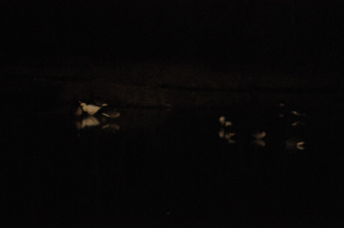night dark geese lowlight nikon wildlife sunsetlake d300 180mm iso6400