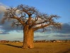 Baobab in the Veld - South Africa