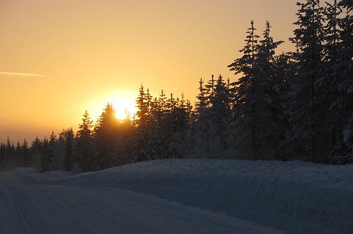 trees winter sunrise sweden