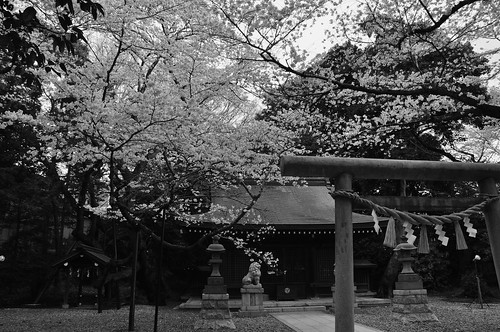 blackandwhite shrine cherryblossom サクラ