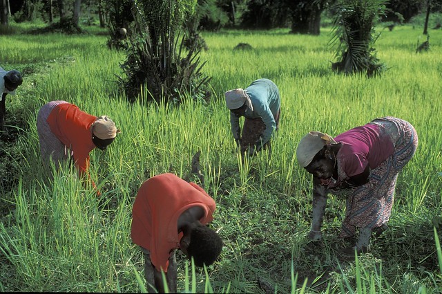 Women doing work on crops