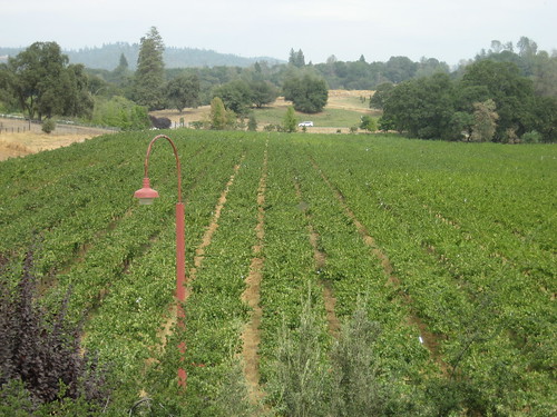 california trees sky foothills nature vineyard view sierra grapes vista murphys calaveras ironstone goldcountry