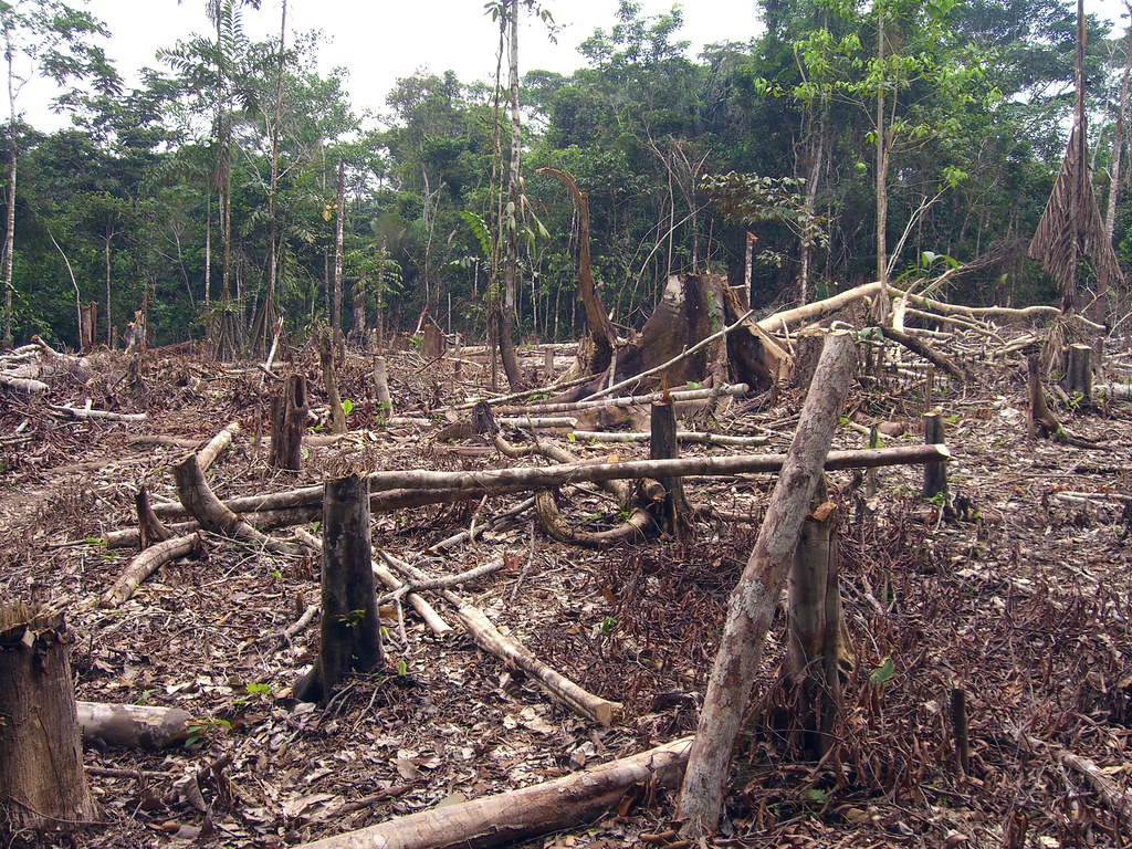 Slash and burn agriculture in the Amazon