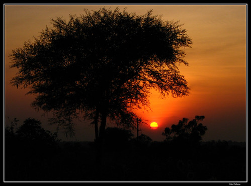 sunset india tree silhouette geotagged asia silhouettes andhrapradesh mahbubnagar silhouettedtree geo:lat=16371533 geo:lon=78751373 srisailamhyderabadroad amrabad