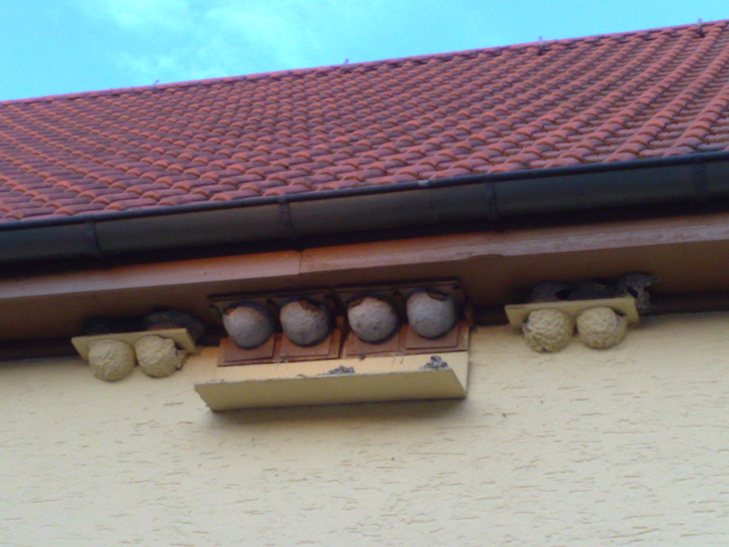 swallows nest