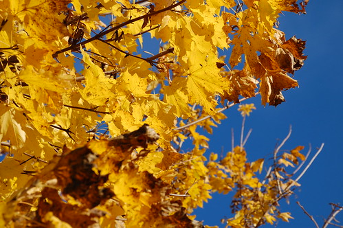 blue autumn sky tree fall yellow catchycolors herbst deep leafs