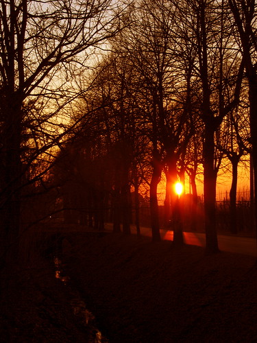 flowers sunset red italy panorama orange sun tree colors yellow italia tramonto colori paesaggio emiliaromagna romagna solarolo atardeceryamanercer
