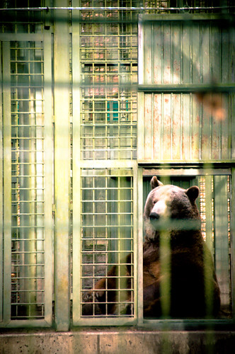 fence deutschland zoo bars zaun brandenburg braunbär gitter brownbear eberswalde spechthausen