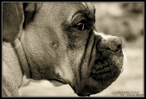 dog brown face sepia nikon pennsylvania explore boxer d200 kutya barna montgomerycounty nikond200 mazsi mywinners artisticanimalphotos goldstaraward