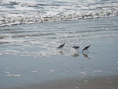 Sandpipers wading