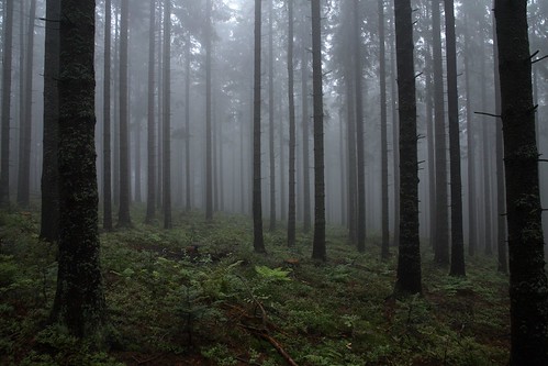 las fog forest geotagged mgła babiagóra babjuszka silesianbromba geo:lat=496231 geo:lon=1948064