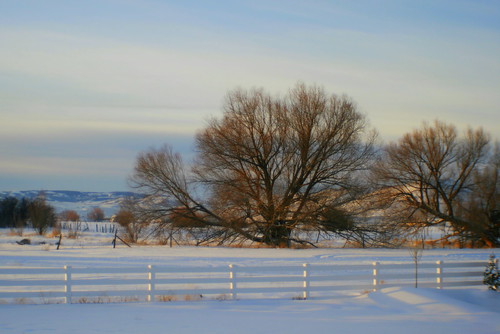 snow tree rural sunrise fence farmland january2008 friendlychallenges