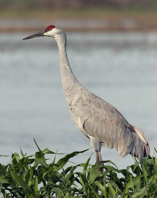 Lesser Sandhill Crane | Flickr - Photo Sharing!