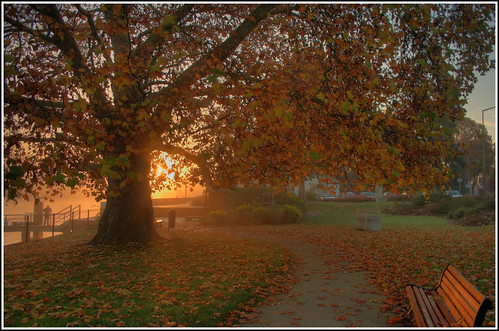 autumn tree fall leaves sunrise river bench fisherman hdr