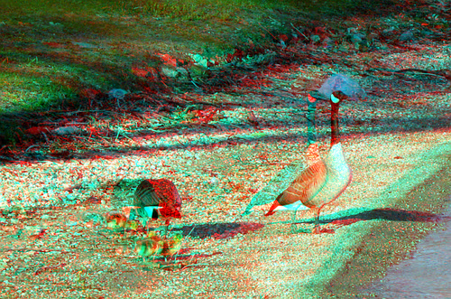 lake bird geese stereoscopic 3d spring scenic anaglyph anaglyphs redcyan 3dimages 3dphoto 3dphotos 3dpictures stereopicture