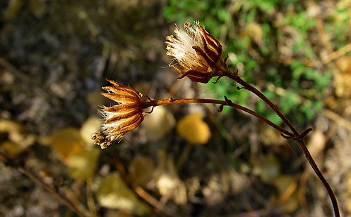 españa geotagged spain flora otoño salamanca tormes españaspain aldealengua geo:lon=5550536 geo:lat=40978011