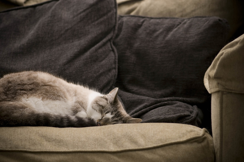 Cat Nap by Brooke Pennington