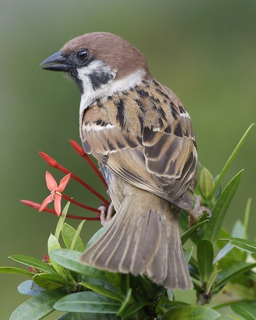 Eurasian Tree Sparrow - adult  (Passer montanus malaccensis)