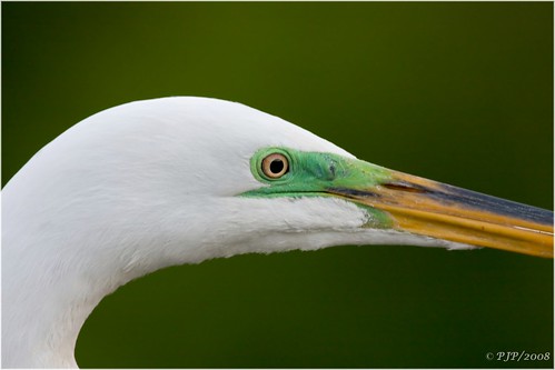 nature beauty portait birding egret fillflash ardeaalba supershot avianexcellence canon40d canon400f56l