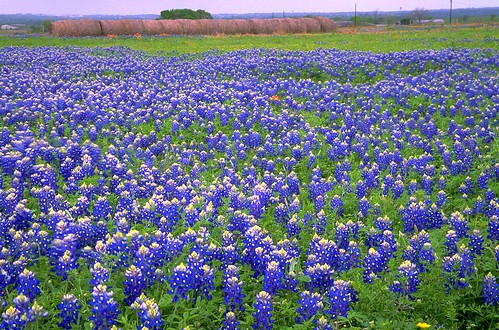 flower film landscape geotagged spring flora texas bluebonnet haystacks wildflowers bluebonnets lupine filmscan stateflower texaswildflowers lupinustexensis washingtoncounty texasstateflower tx50