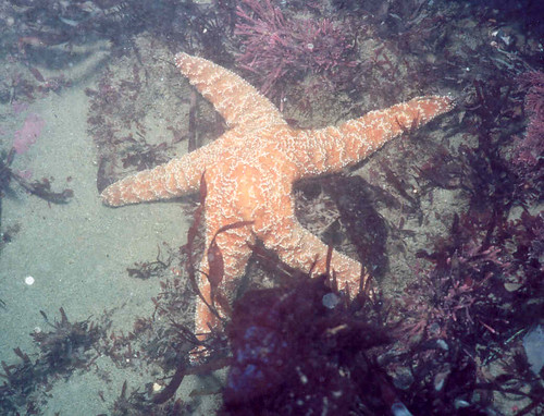 Ochre star 1