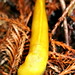 banana slug    MG 7993