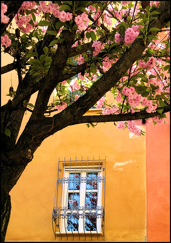pink flowers italy orange house tree window yellow reflections casa italia rosa finestra piemonte giallo fiori albero riflessi arancione langhe magicunicornverybest