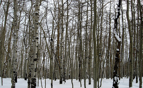 winter sunlight mountain snow ski tree forest snowboarding photo colorado skiing stock resort glenwood springs area aspen boundary odop chesterbullockcom