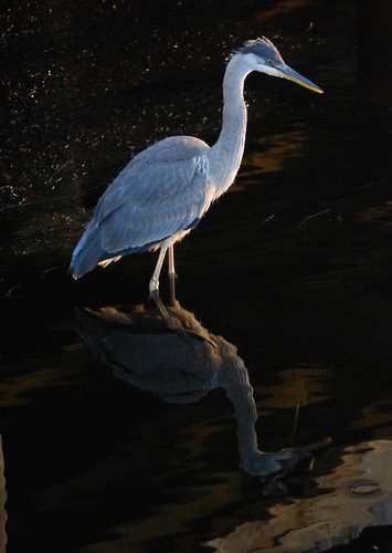 canada reflection bird nationalpark newbrunswick greatblueheron kouchibouguac nikonafsdxvr55200mm