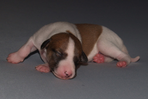 Whippet puppy: Animagi’s Armadillo (9 days old)
