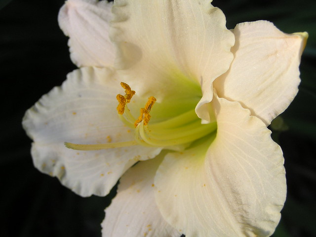 vanilla flower