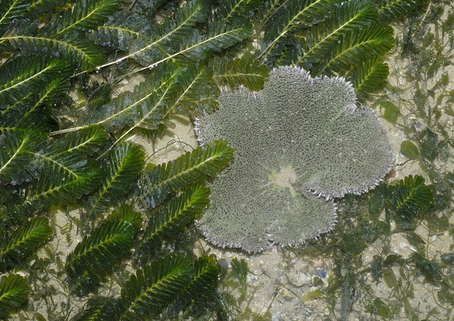 Haddon's carpet anemone (Stichodactyla haddoni) among seagrasses