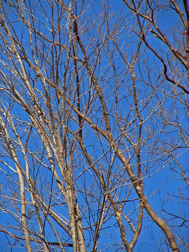 blue trees sky bluesky singintheblues platinumphoto picturefantastic fromdream