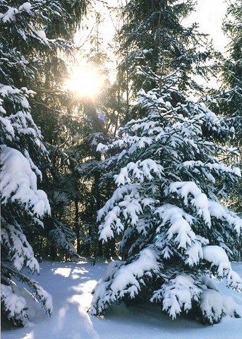 winter usa sun 3 snow tree pennsylvania evergreen reitz centralcity