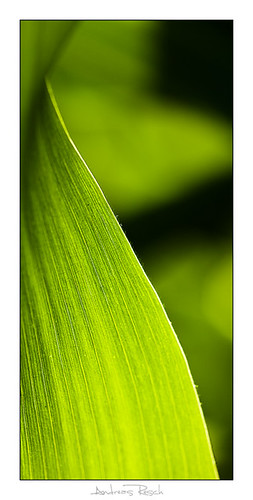light macro green field austria leaf corn styria