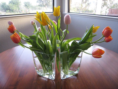 tulips, orange, yellow IMG_2721