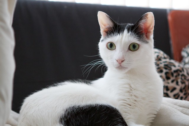 Japanese Bobtail Cat Pictures and Information - Cat-Breeds.com