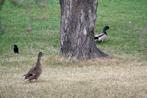 yard walking spring ducks mallard rorketon