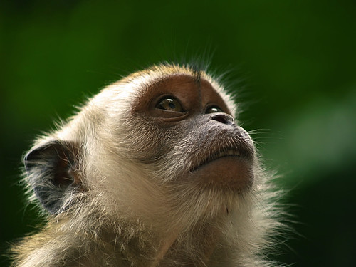Cynomolgus Monkey (6th anniversary Getty Images edition)